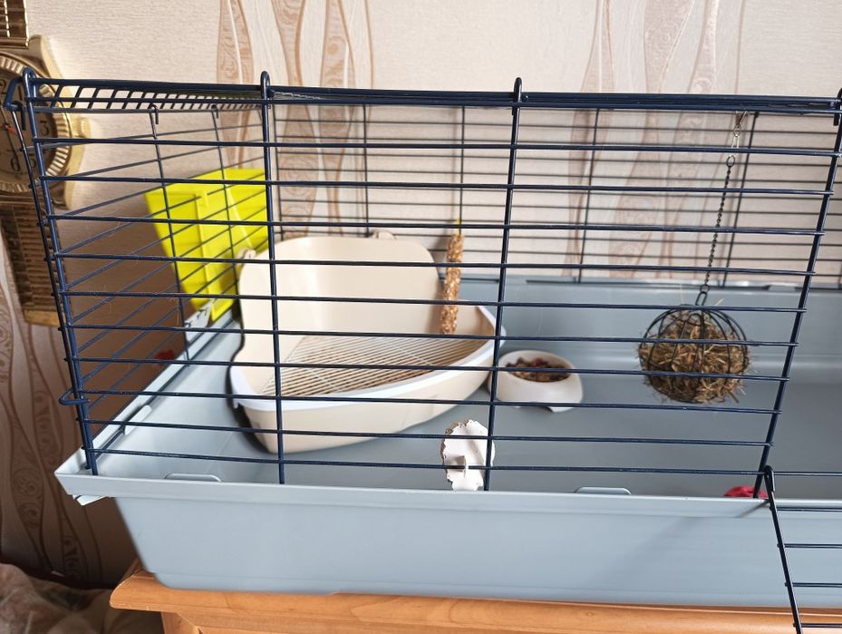 Sprzedam królika + klatka