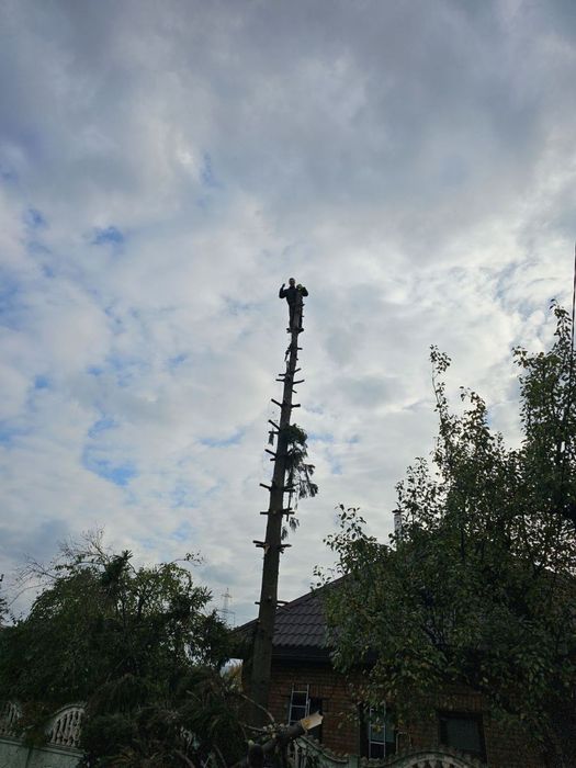 Спил деревьев , самовывоз бесплатно, дробление  веток, вывоз дров