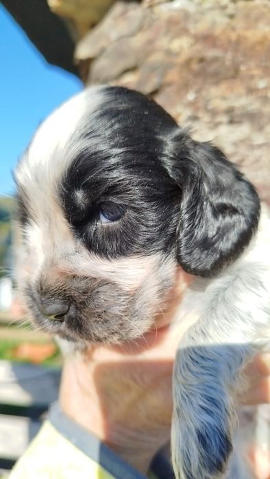 Cocker Spaniel Femea