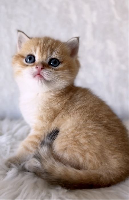 Золотий шотландський хлопчик