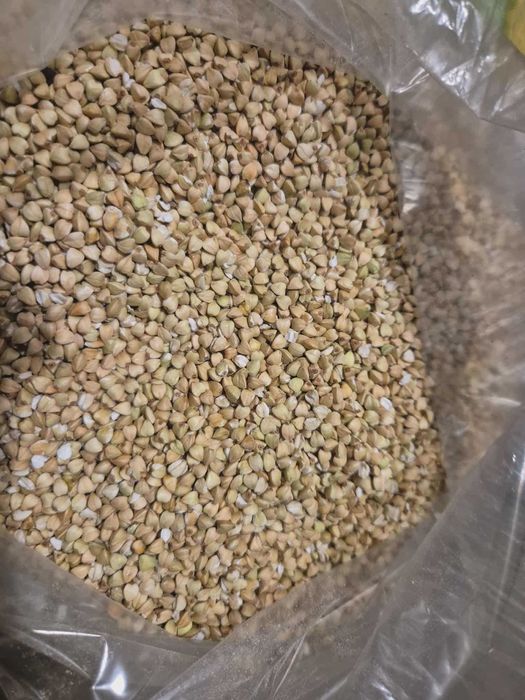 Kasza gryczana biała – ekologiczna, długie przechowywanie 10 kg