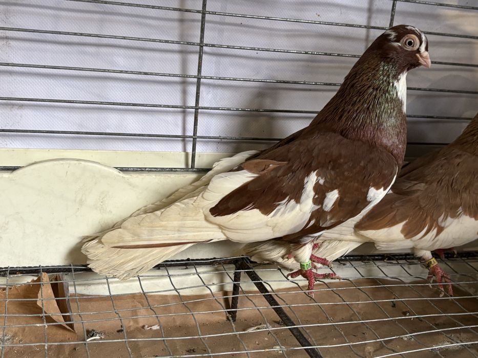 Gołębie zamojskie  blankopy