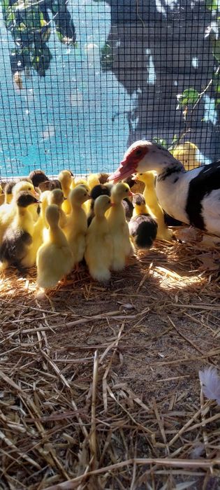 Patos mudos oportunidade