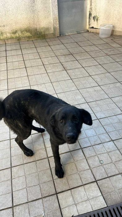 Fêmea Castro laboreiro muito dócil para adoção responsável