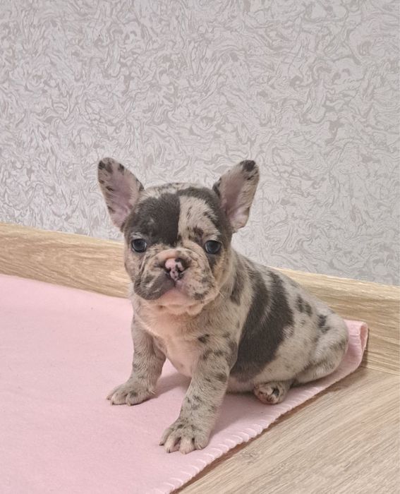 Французькі бульдожки мерле