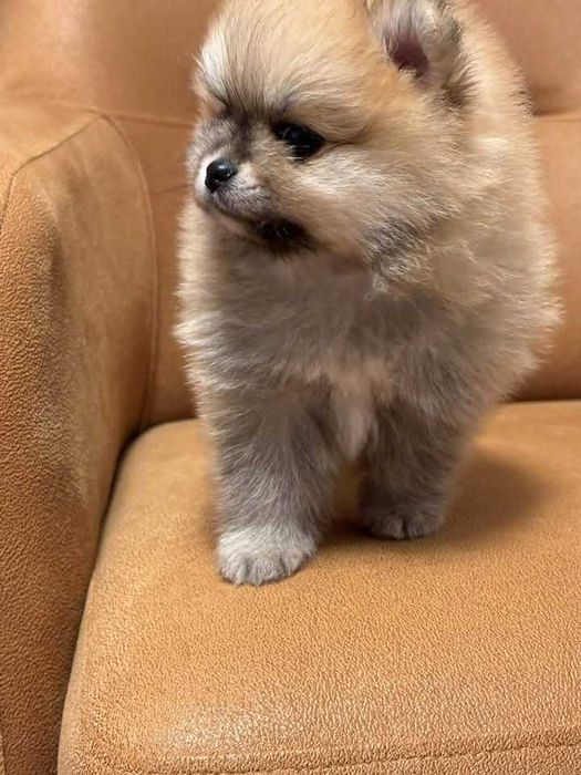 Crias de ursinho da Pomerânia