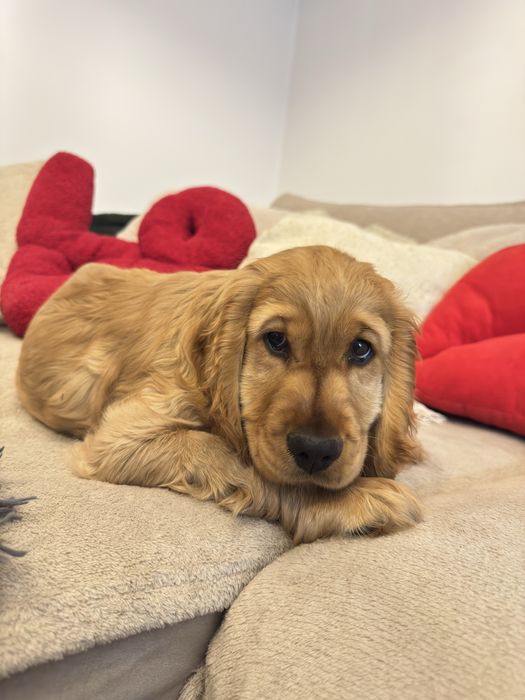 NUGAT szczenię Cocker Spaniel Angielski REZERWACJA