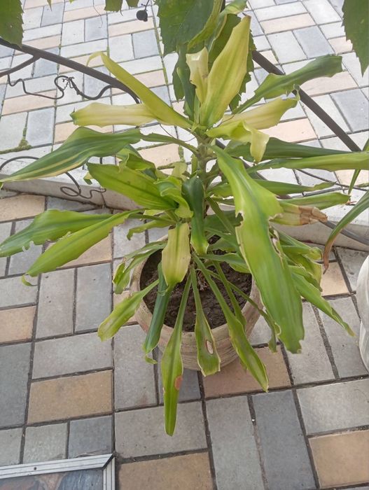 Вазони/кімнатні рослини