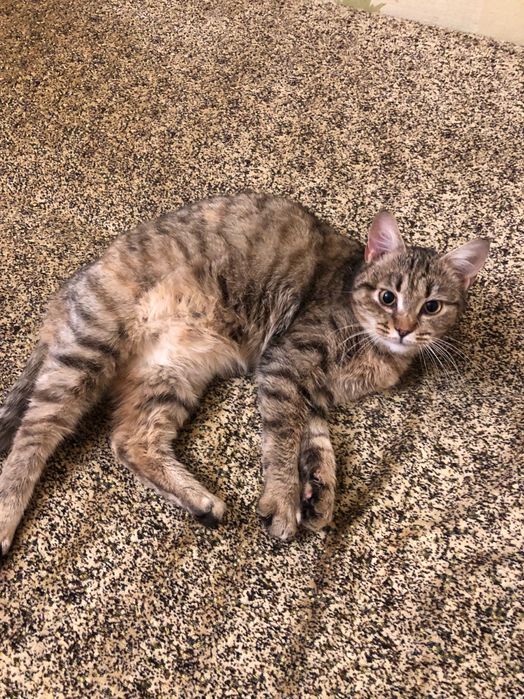 Кішка в добрі руки