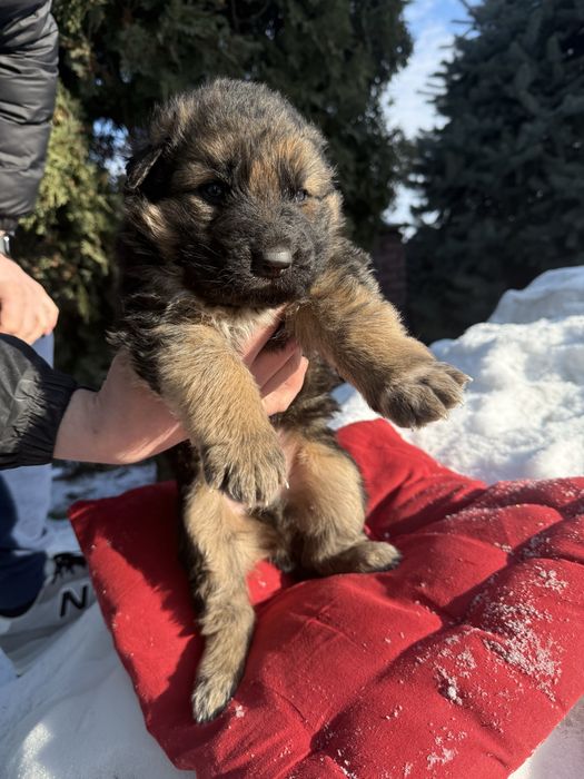 Дуже гарні цуценятка німецькі вівчарки