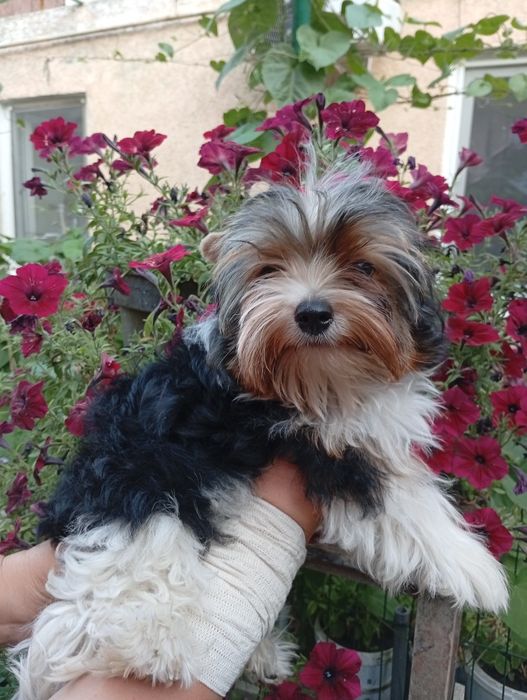 Бивер Йорк мальчик