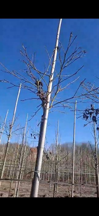 Ambrowiec  GumBall  Ambrowiec kulisty Gum Ball  pa220cm