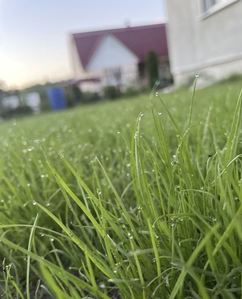 Покіс газону Послуги з прибирання території та догляд за садом