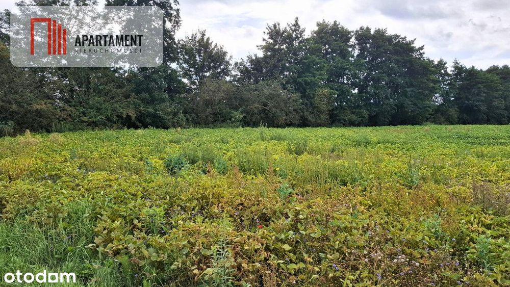 Działki Żołędowo – 1161 m² I 1470 m² - Widok 2