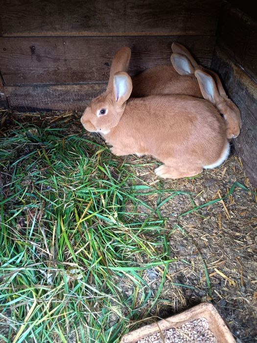 Króliki burgundzkie, samice i samce