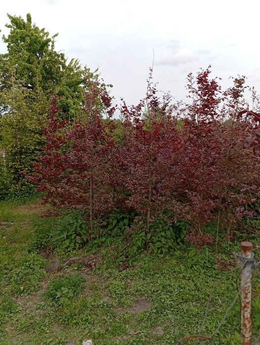 Buk czerwony, kopany z gruntu