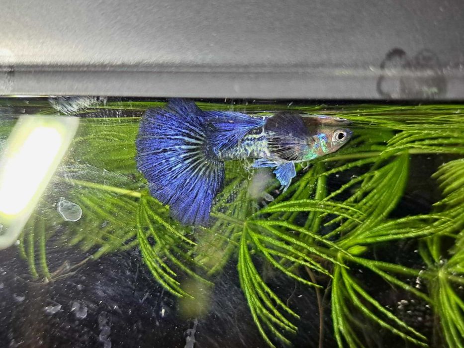 Gupik blue dragon snakeskin halfmoon