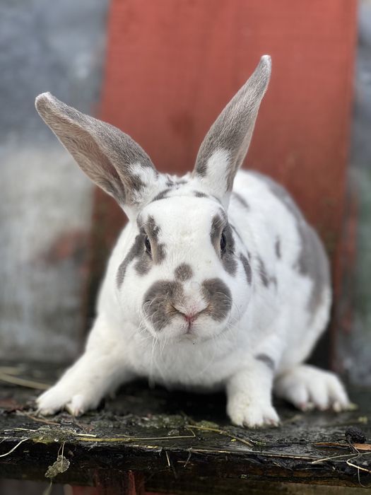 Rex reks niebieskoszary dalmatyński