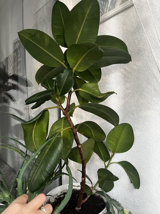 Фікус elastica robusta