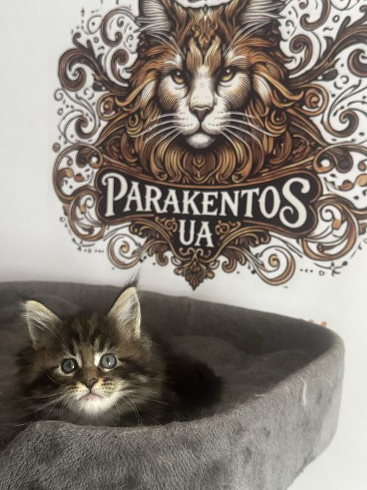 Хлопчик Мейн кун