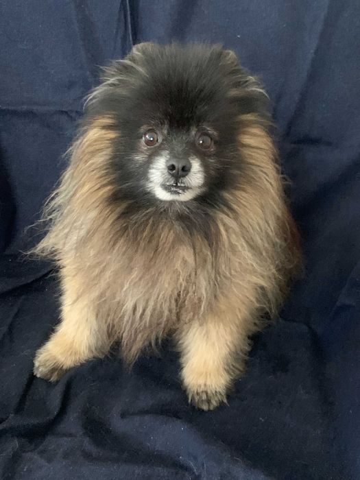 Померанский шпиц, шпицы, кобель Котыгорошек