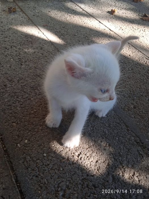 Ofereço Gatinhos bebés