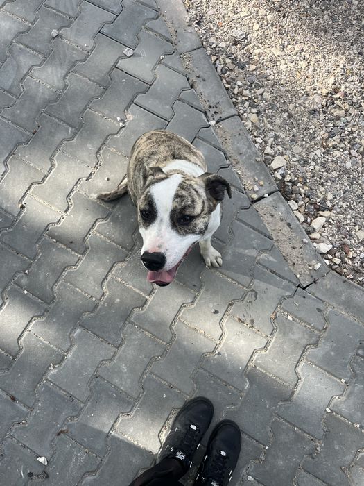 Do adopcji Suczka w typie Amstafa