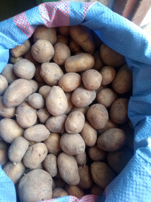 Ziemniak sadzeniak owacja