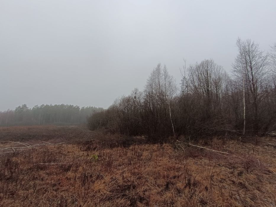 Oddam gałęzie, gałęziówka. za darmo!