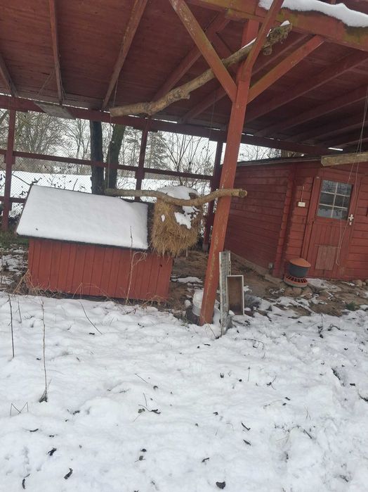 Sprzedam woilery dla ptakow i.kur