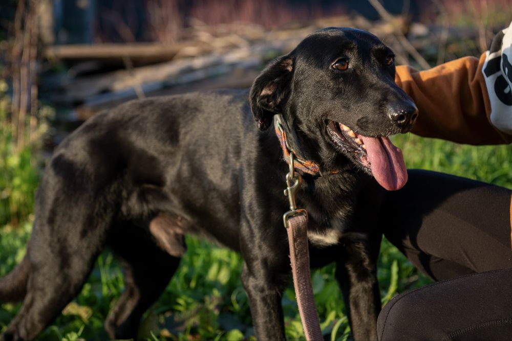 Tim para adoção Responsável