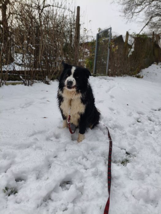 Niezwykły Border Collie - mądry, radosny i piękny puchaty Collie