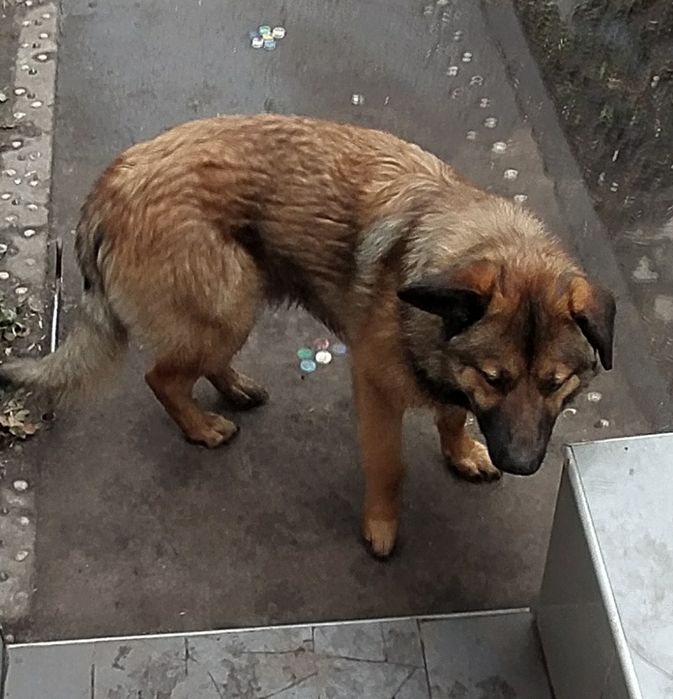Віддам в відповідальні руки метис німця