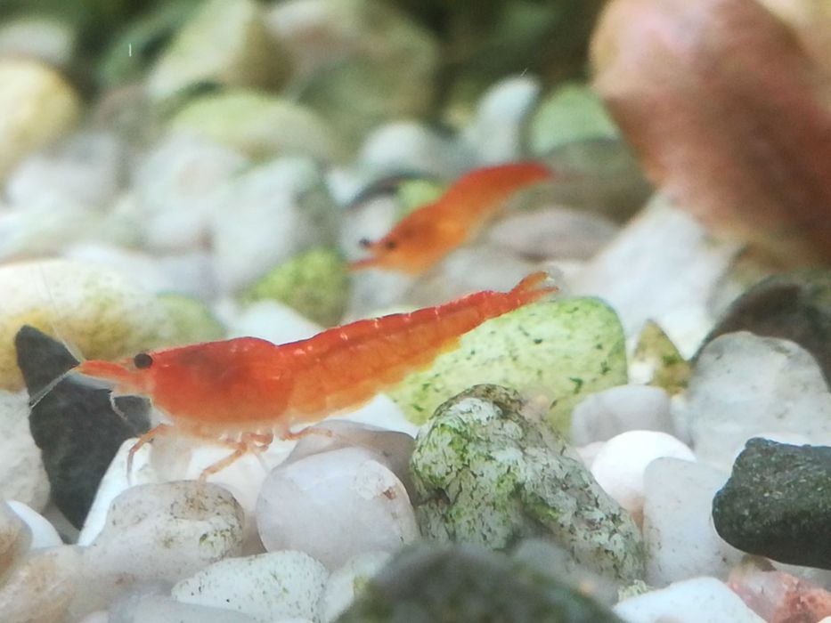 Krewetki (krzyżówki red cherry)