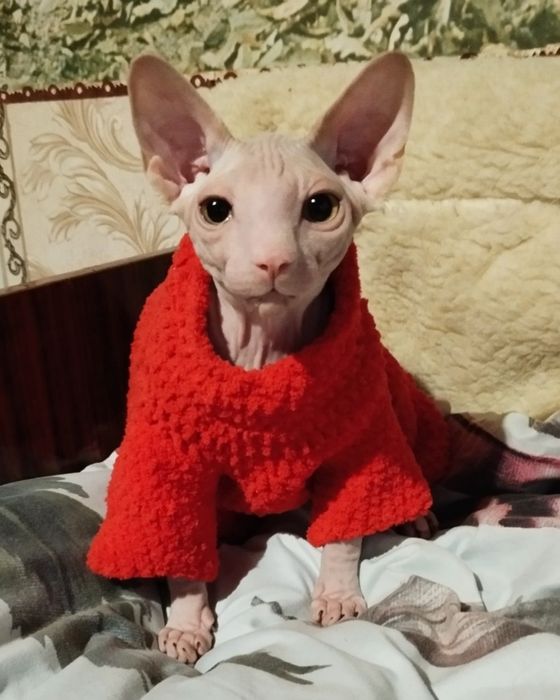 Одежда на кошек, животных, собак, котят, сфинксов