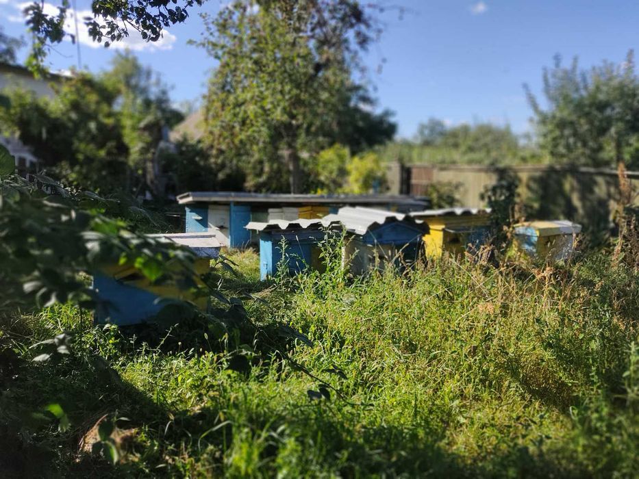 Дуже смачний мед