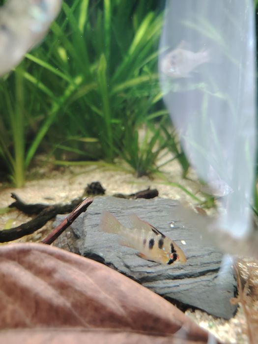 Ramirezis german blue( vários casais)
