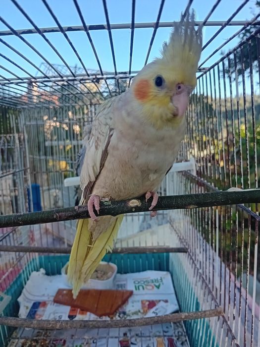 Caturras criadas a mão/domesticadas