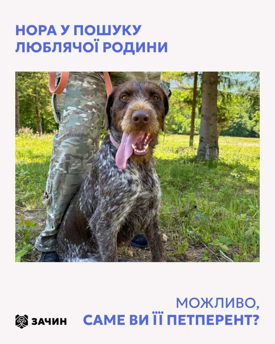 Дратхаар, Нора, 2 роки