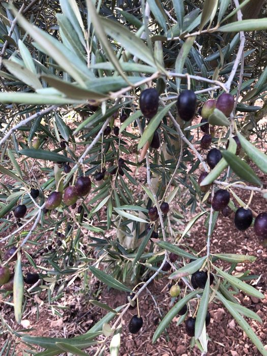 Oliveiras, ornamentais