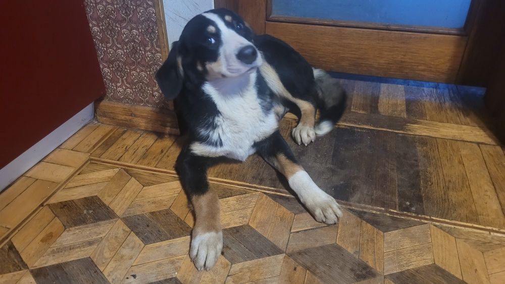 Щенки метисы от породистых родителей