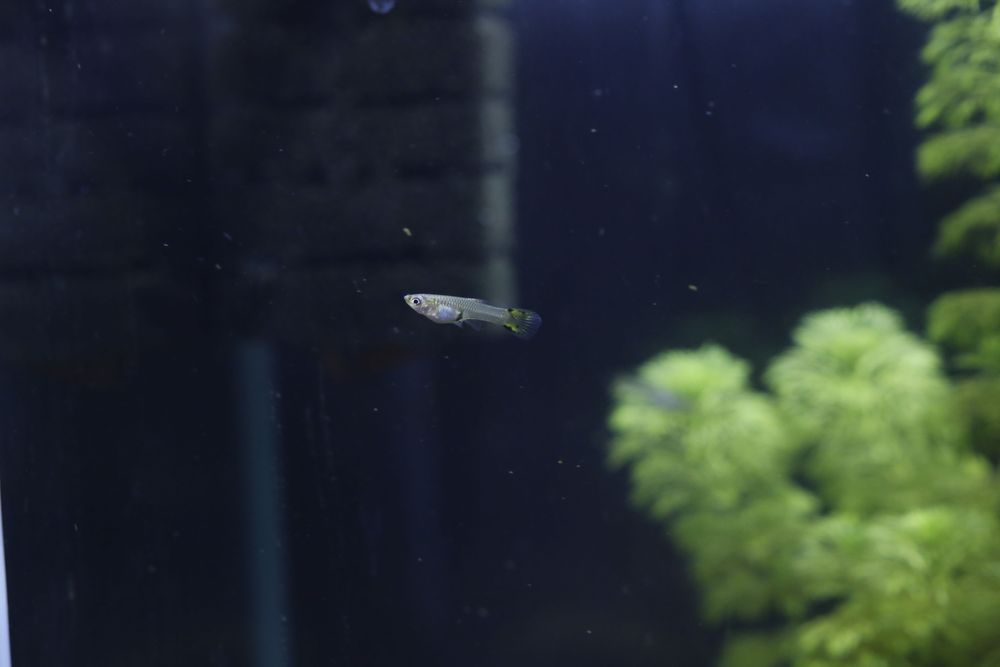 Guppys (adultos e bebés) e Caracóis