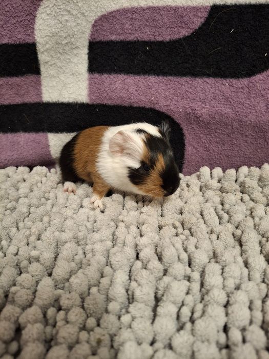 Rezerwacja Świnki morskie samiczki