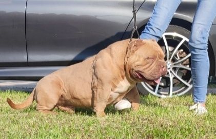 American bully pocket !