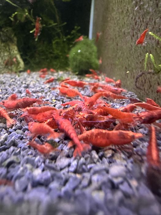 Neocaridinas red Fire