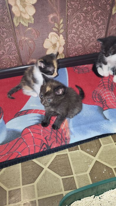 Продам котят Сибирской породы