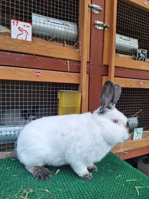 Samce Kalifornijski czarny z rodowodem