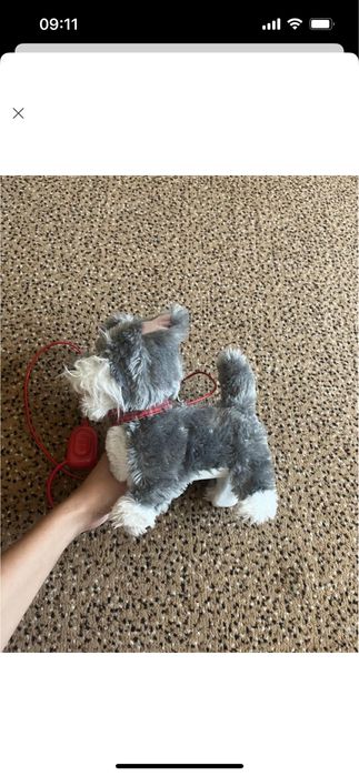 Собака на повідку