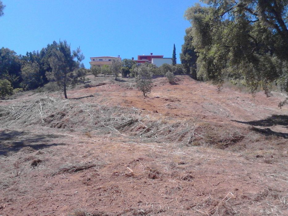 Corte de Madeiras e Lenhas; limpezas de terrenos