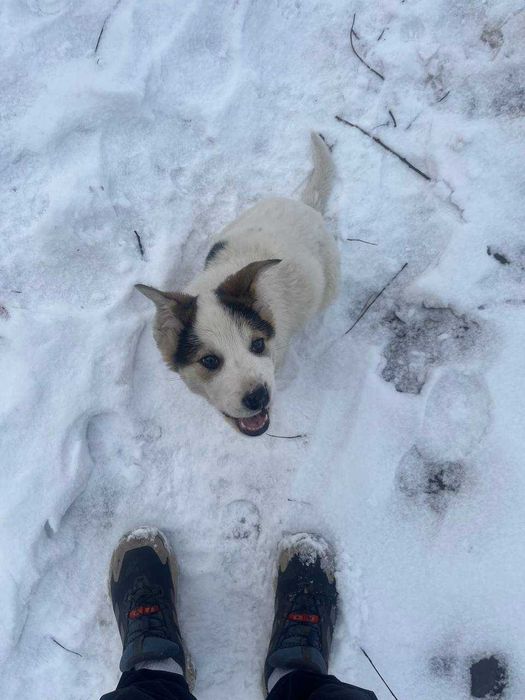 Цуцик (хлопчик) шукає дім